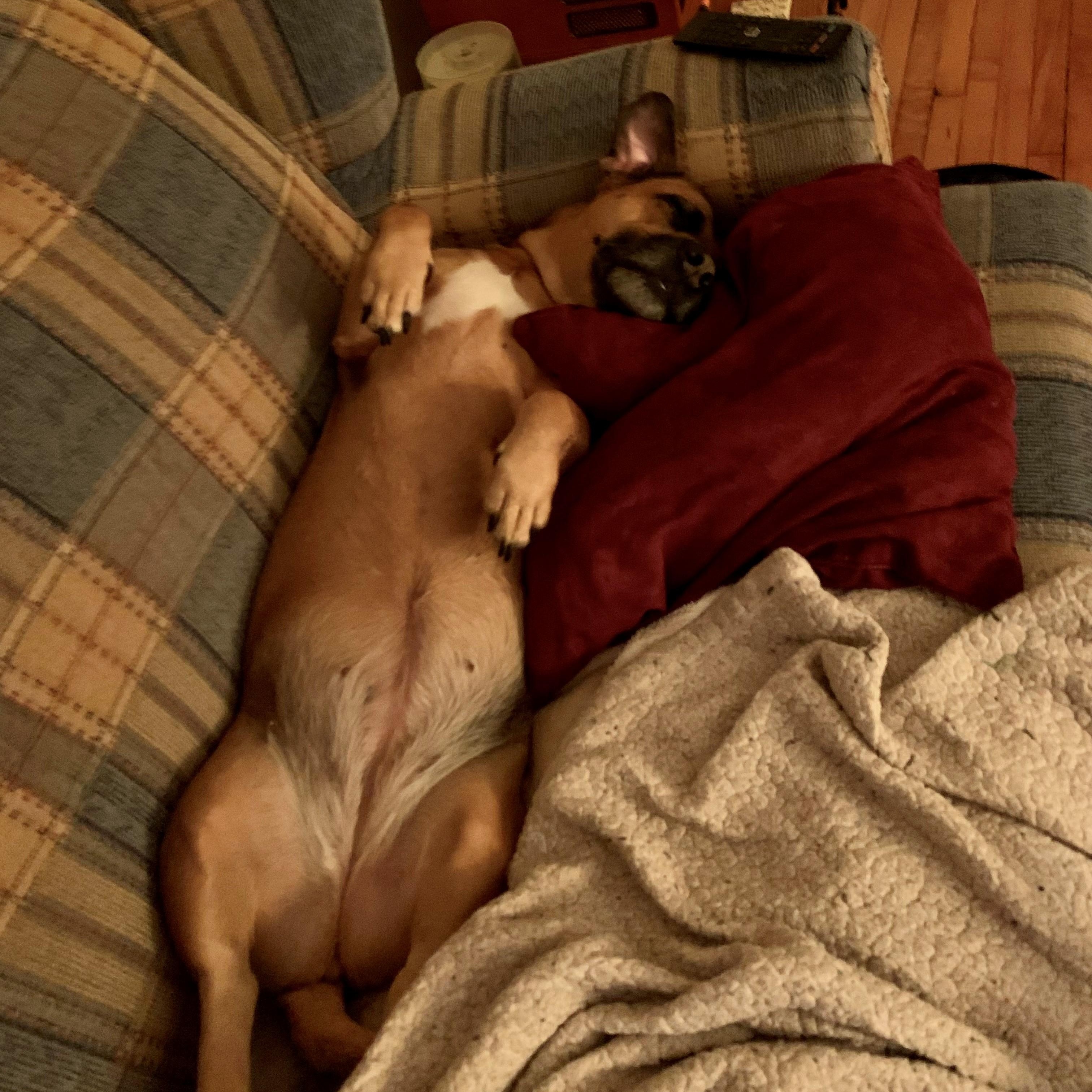 Enlarge Sadie - COURTESY LISTING, a ADOPTABLE mixed breed in Midland, MI image 4/6