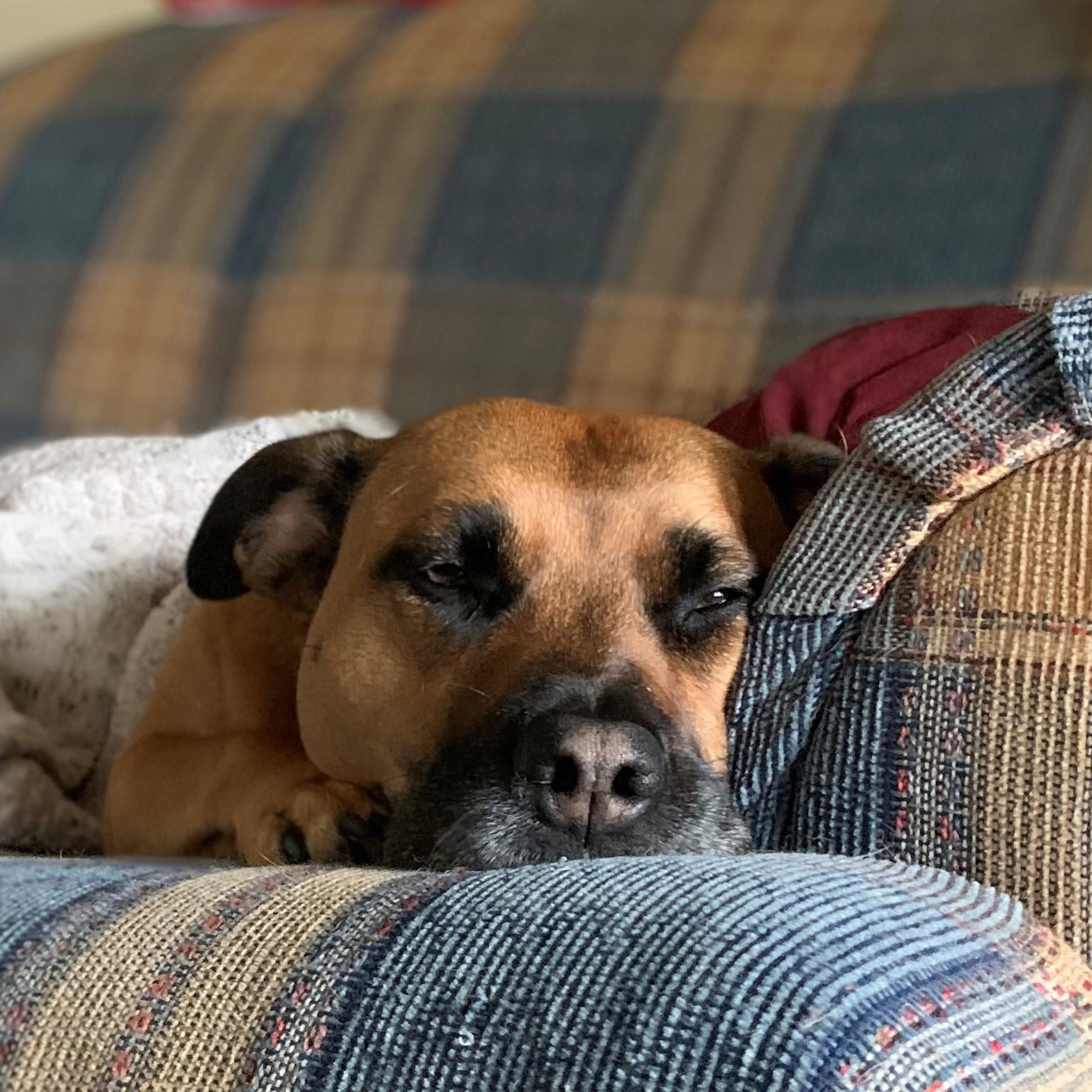 Enlarge Sadie - COURTESY LISTING, a ADOPTABLE mixed breed in Midland, MI image 1/6