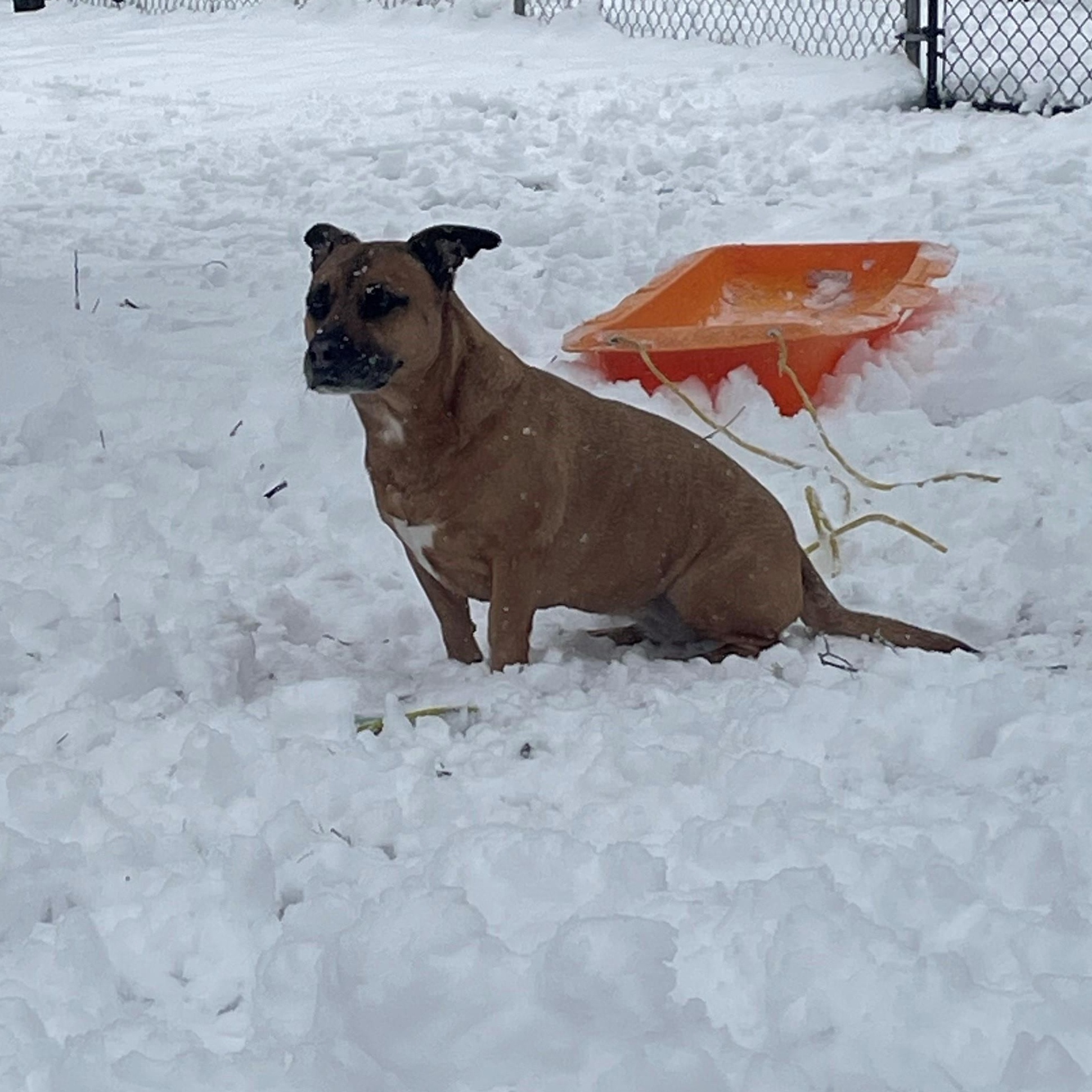 Enlarge Sadie - COURTESY LISTING, a ADOPTABLE mixed breed in Midland, MI image 5/6