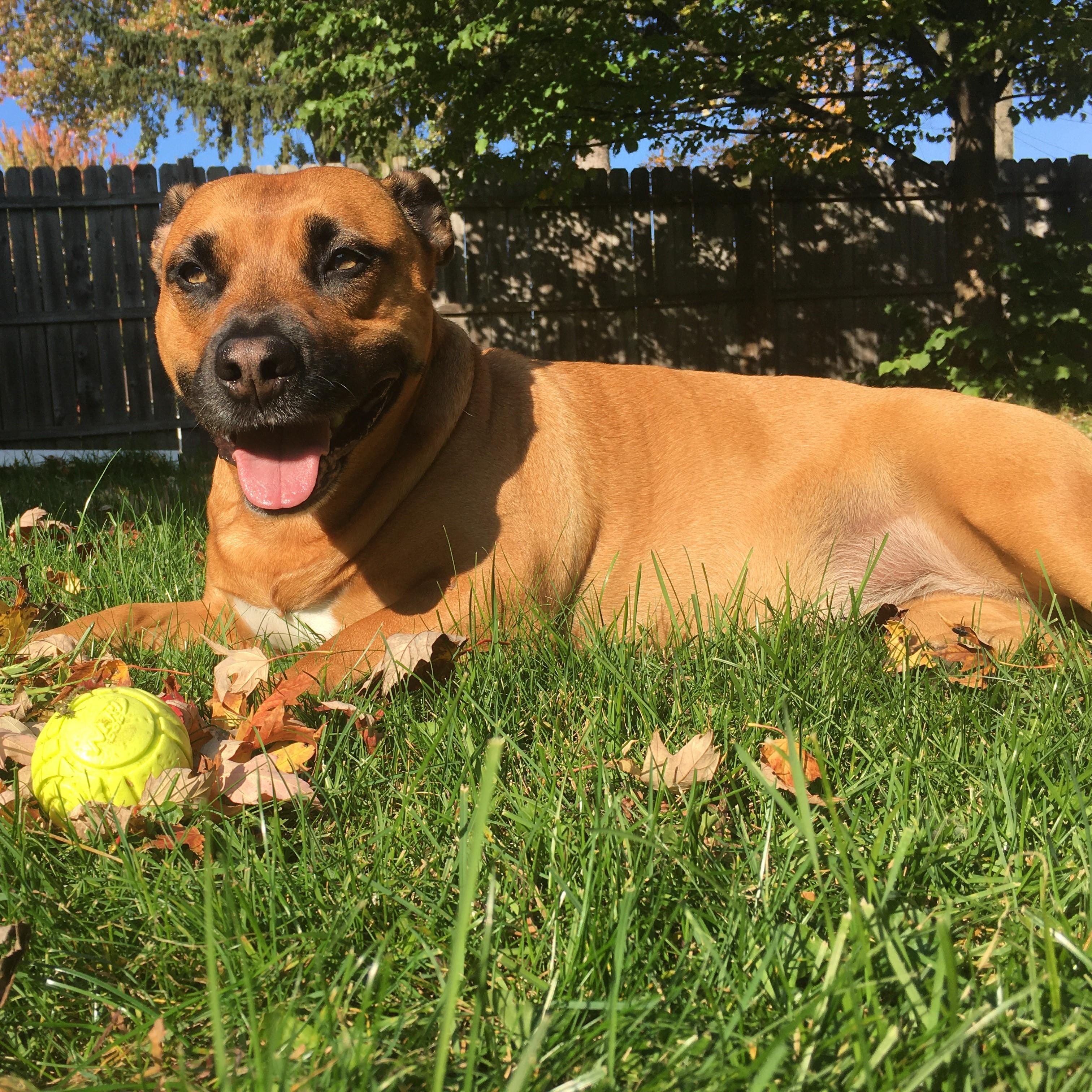 Enlarge Sadie - COURTESY LISTING, a ADOPTABLE mixed breed in Midland, MI image 2/6