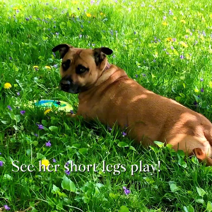 Enlarge Sadie - COURTESY LISTING, a ADOPTABLE mixed breed in Midland, MI video 2/6