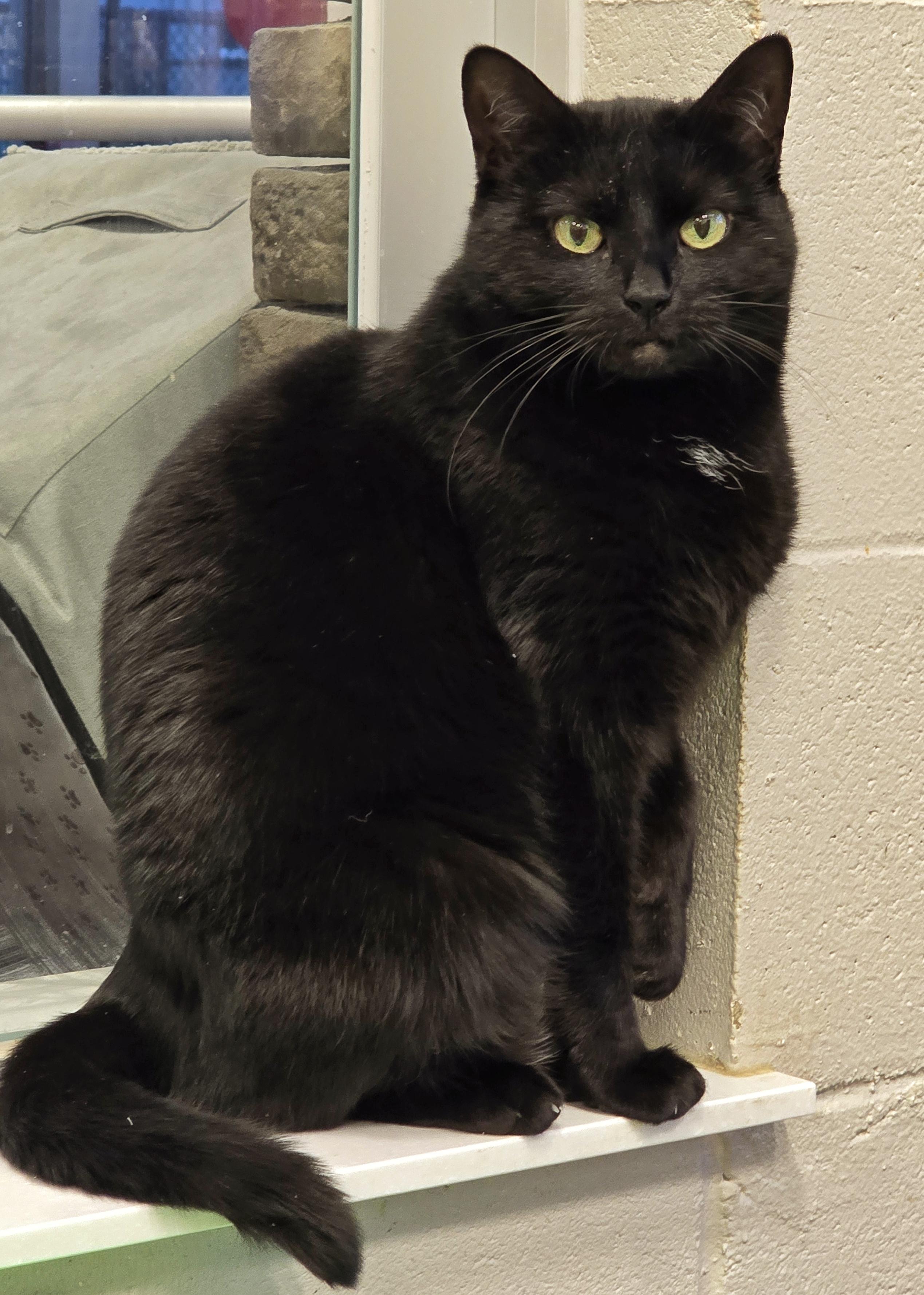 3-35 Kia, a Adoptable mixed breed in Amityville, NY image 3/6