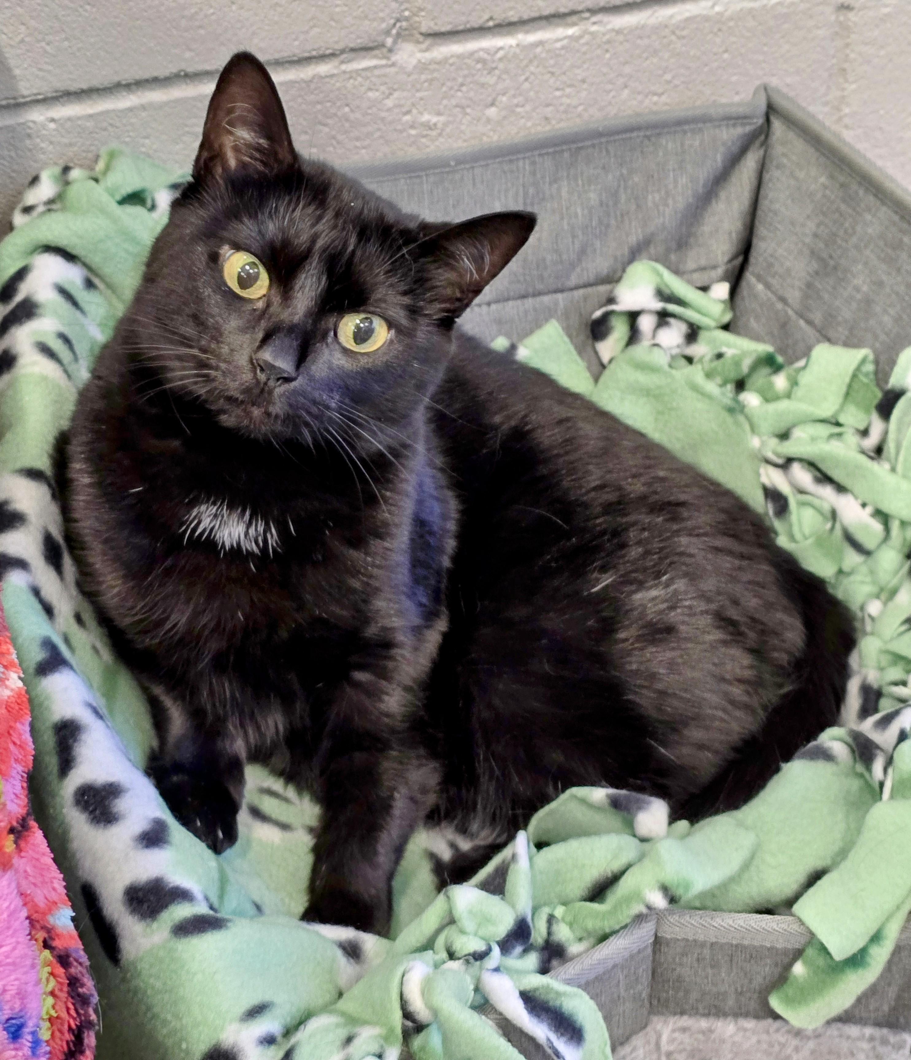 3-35 Kia, a Adoptable mixed breed in Amityville, NY image 2/6