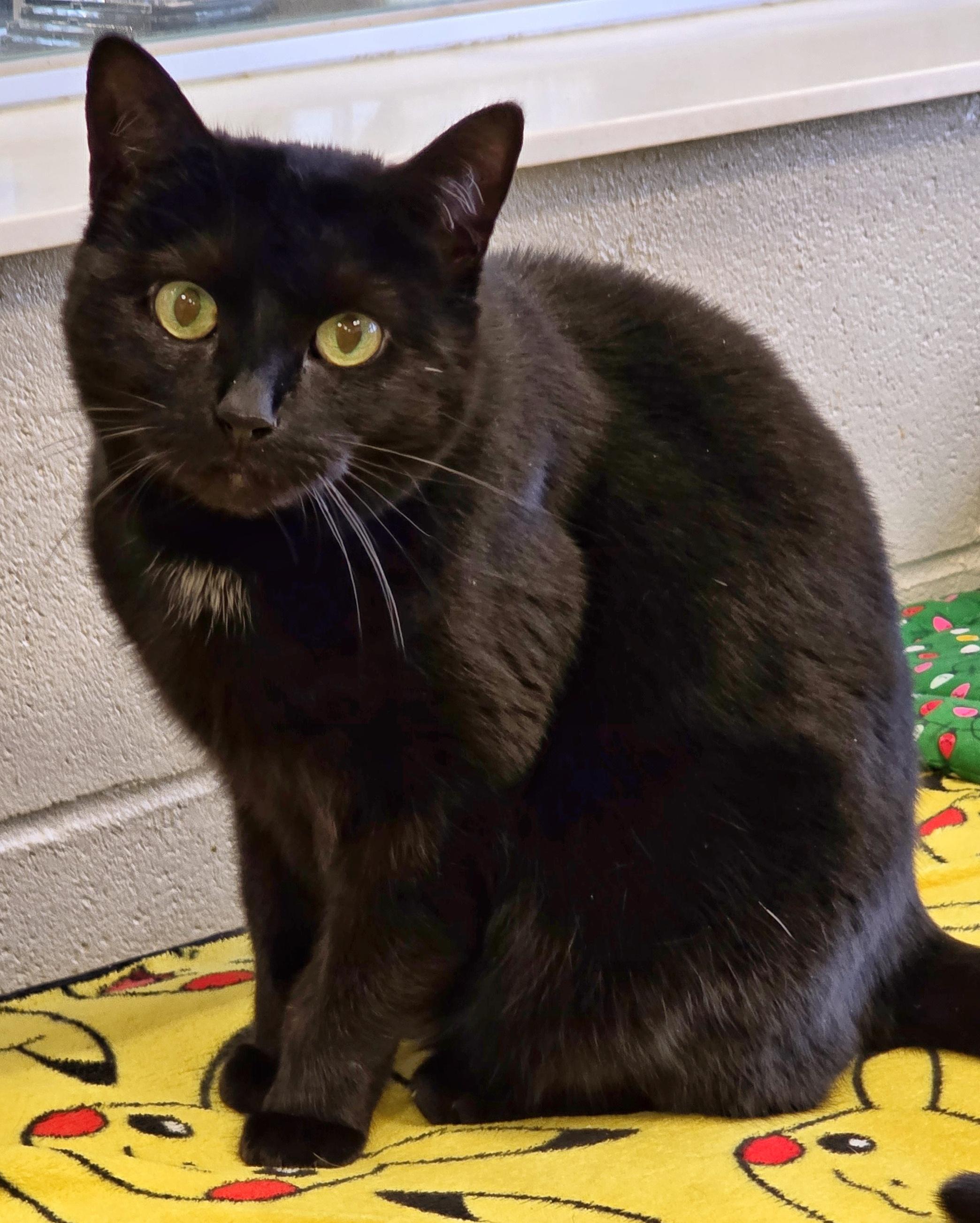 3-35 Kia, a Adoptable mixed breed in Amityville, NY image 4/6