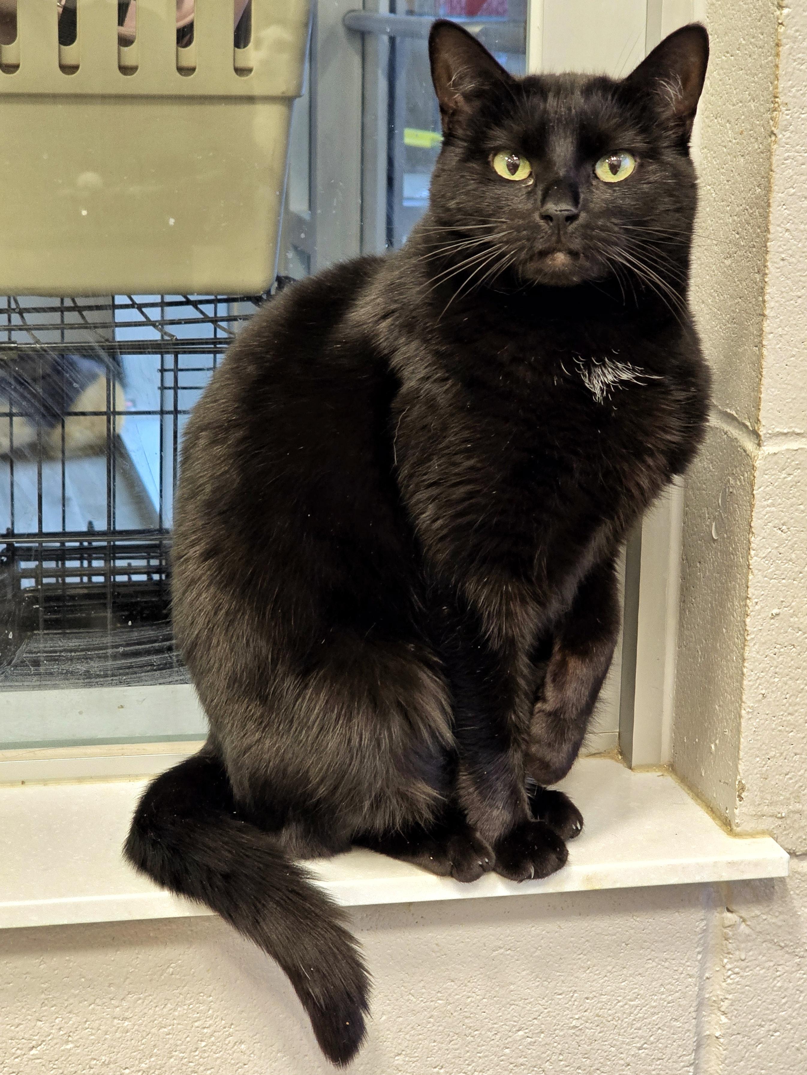 3-35 Kia, Adoptable, Adult Female Domestic Short Hair.