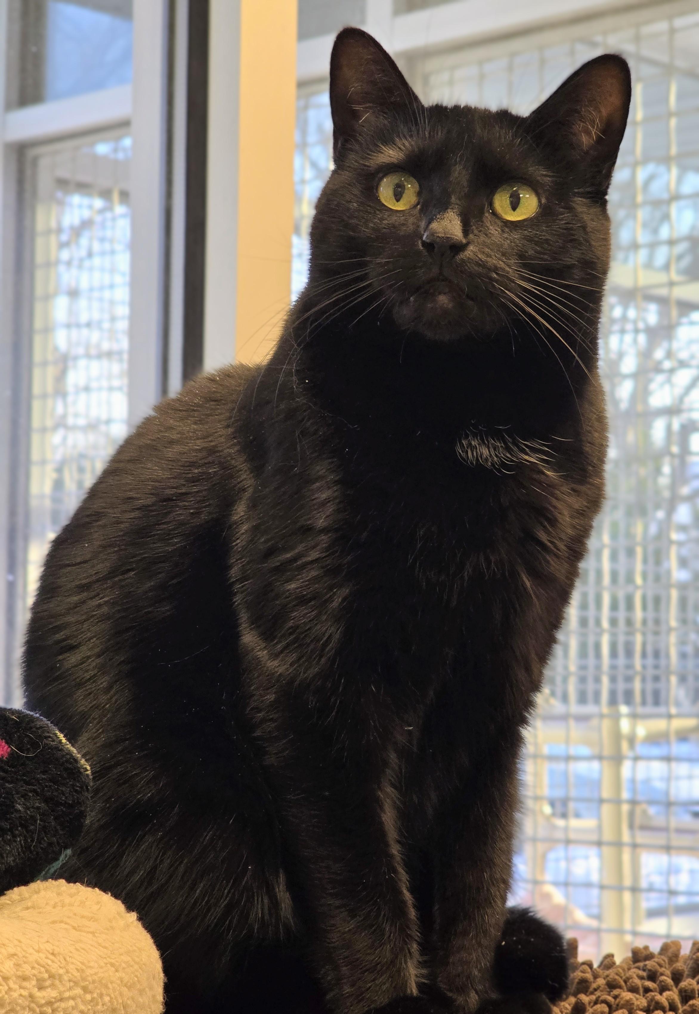 3-35 Kia, Adoptable, Adult Female Domestic Short Hair.