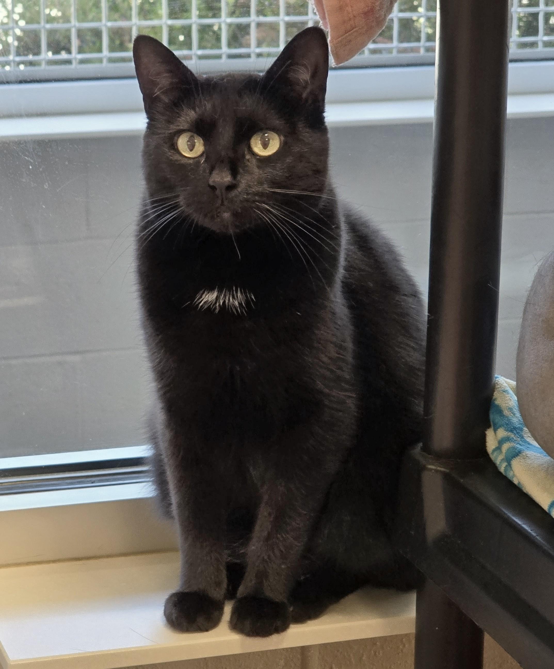 3-35 Kia, a Adoptable mixed breed in Amityville, NY image 4/6