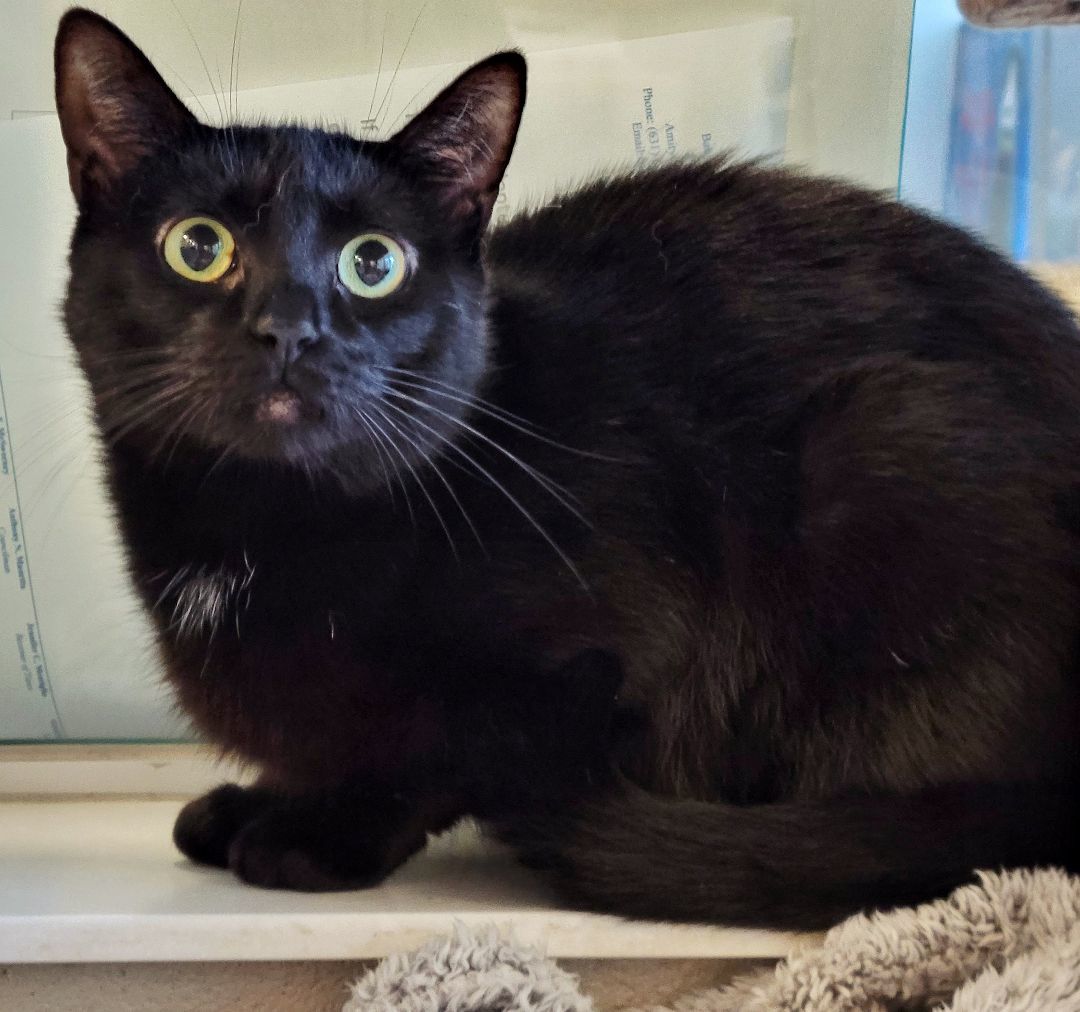 3-35 Kia, a Adoptable mixed breed in Amityville, NY image 6/6