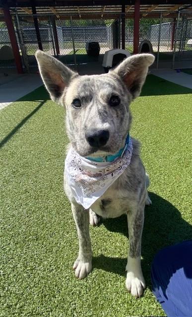 Enlarge Azizi, a ADOPTABLE mixed breed in Fayetteville, AR image 6/6