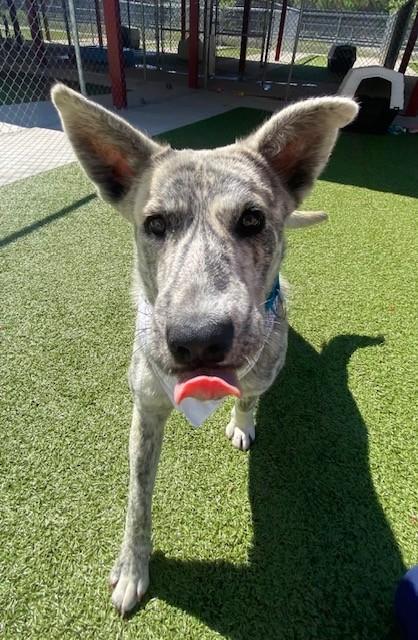 Enlarge Azizi, a ADOPTABLE mixed breed in Fayetteville, AR image 2/6