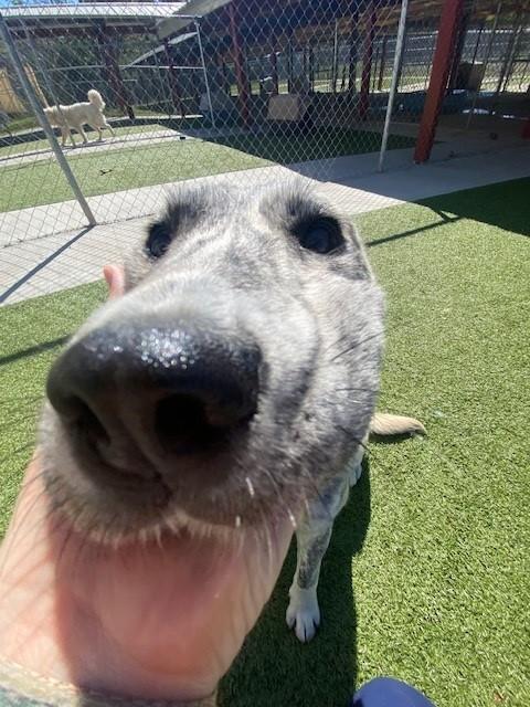 Enlarge Azizi, a ADOPTABLE mixed breed in Fayetteville, AR image 4/6