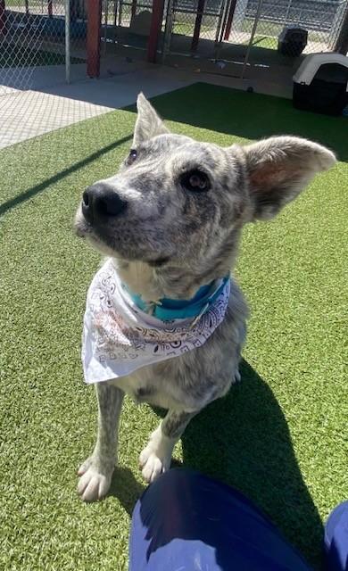 Enlarge Azizi, a ADOPTABLE mixed breed in Fayetteville, AR image 5/6