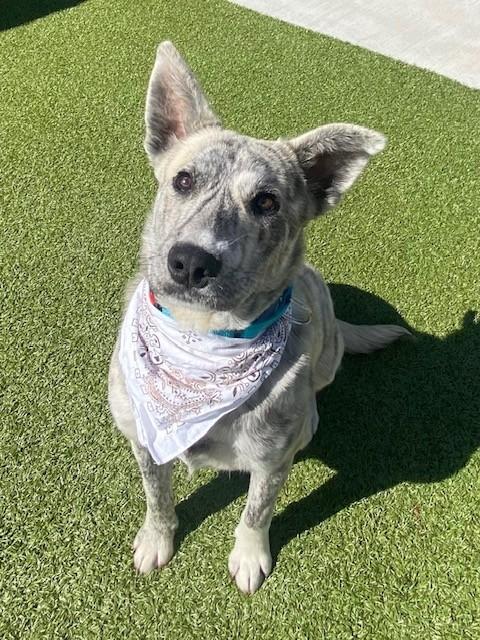 Enlarge Azizi, a ADOPTABLE mixed breed in Fayetteville, AR image 1/6