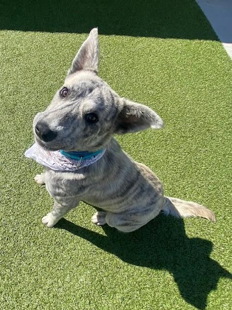 Enlarge Azizi, a ADOPTABLE mixed breed in Fayetteville, AR image 3/6