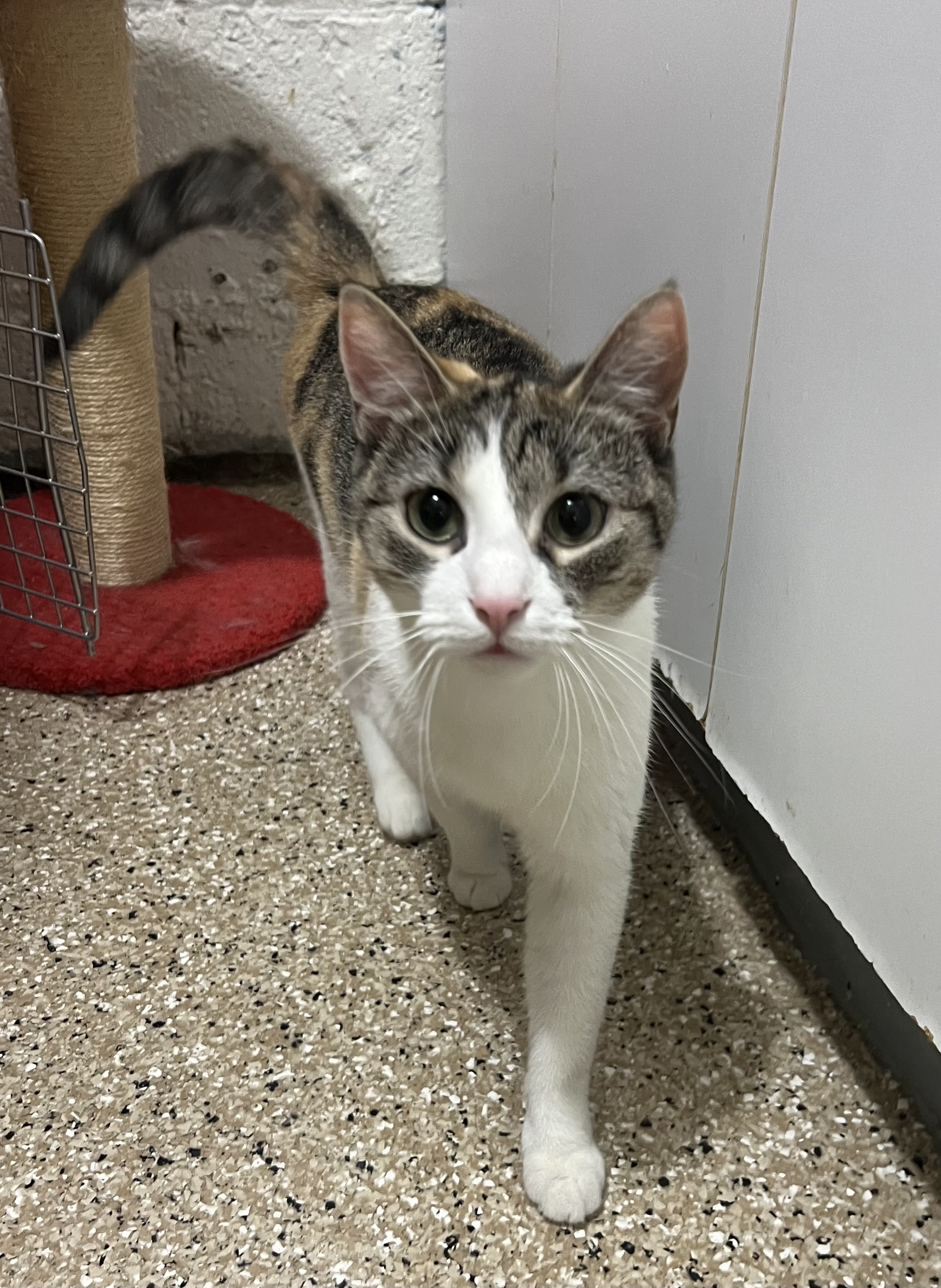 Enlarge Jenna, a Adoptable Calico in Lombard, IL image 1/3