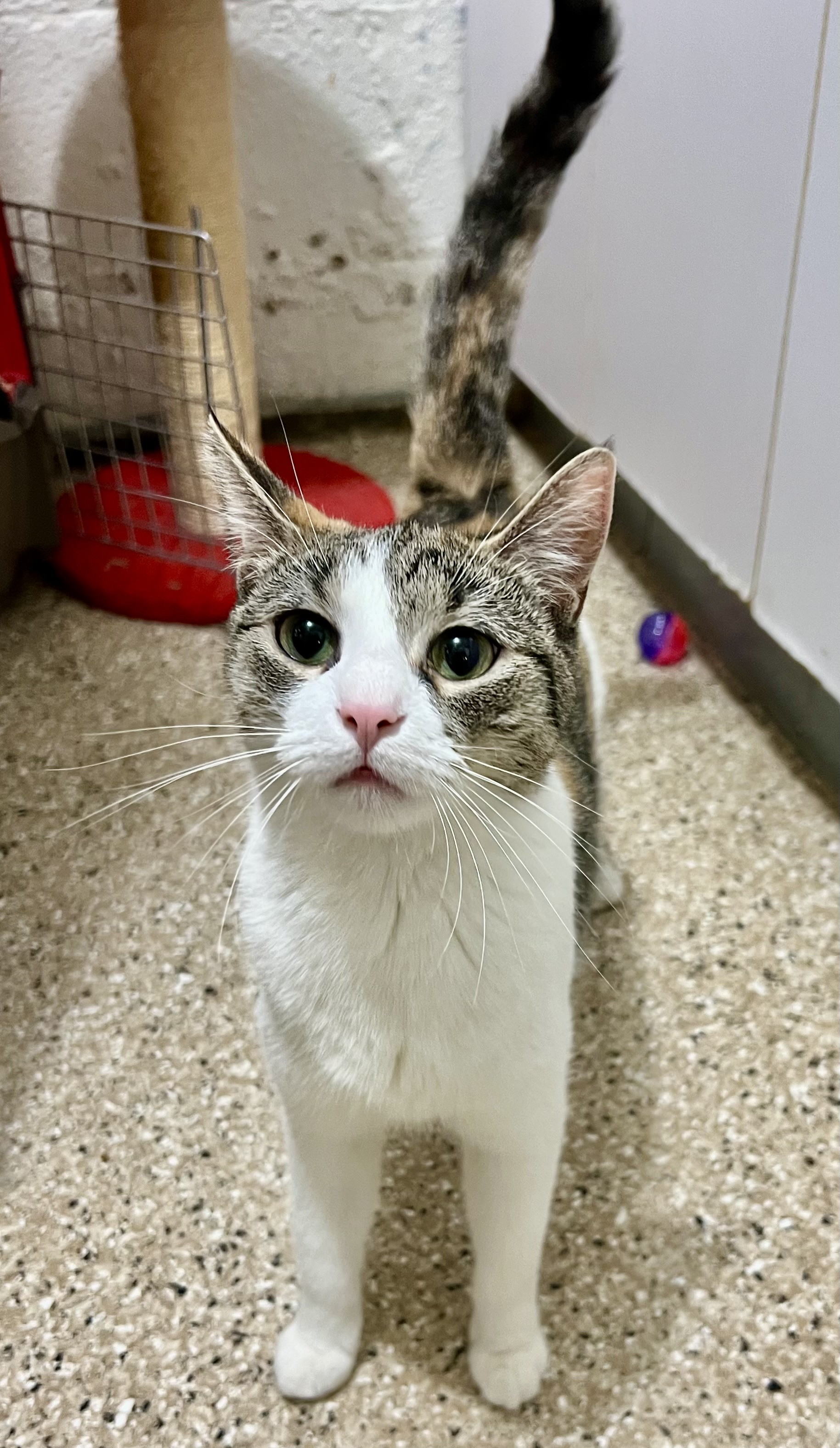 Enlarge Jenna, a Adoptable Calico in Lombard, IL image 2/3