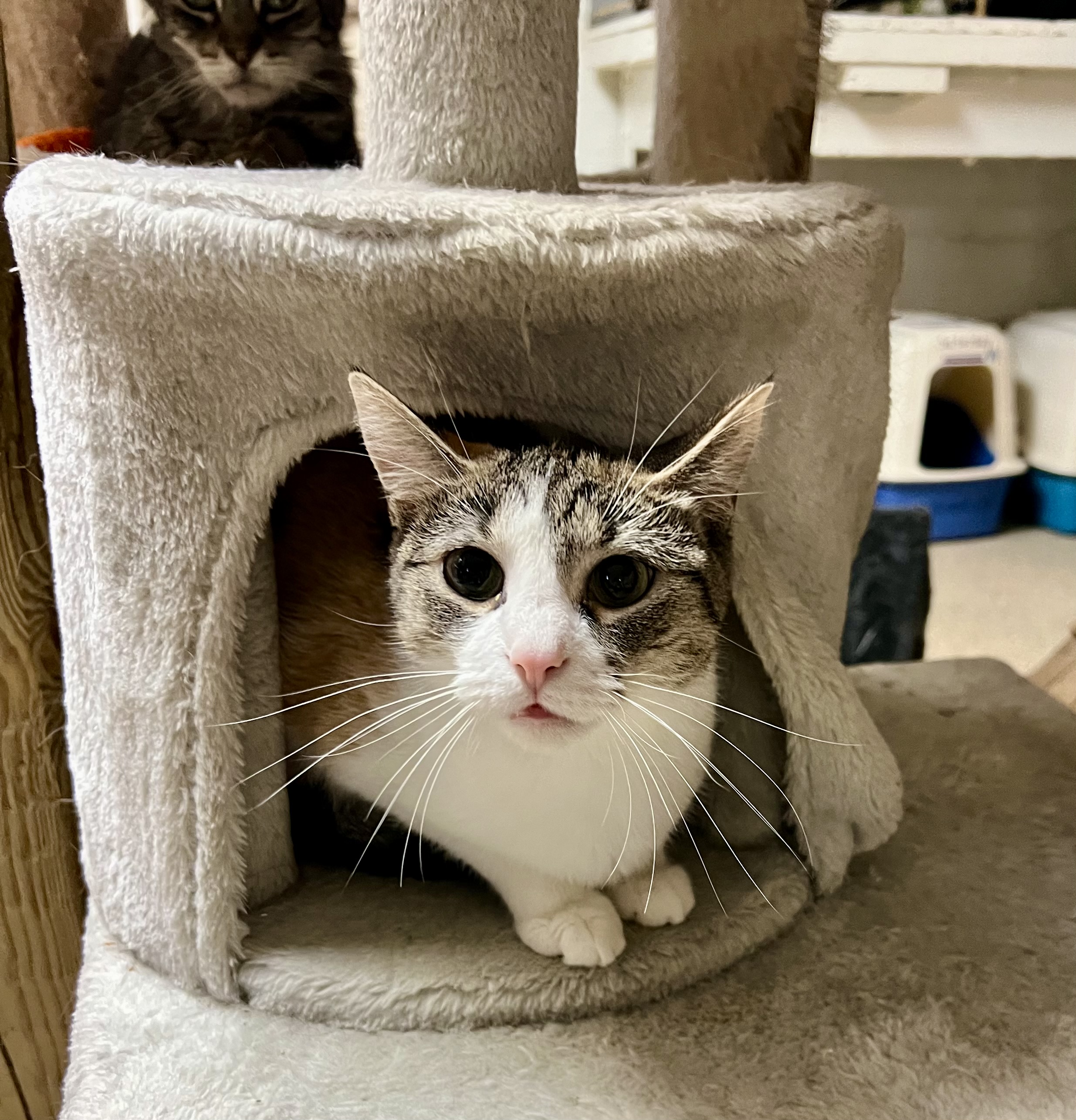 Enlarge Jenna, a Adoptable Calico in Lombard, IL image 3/3