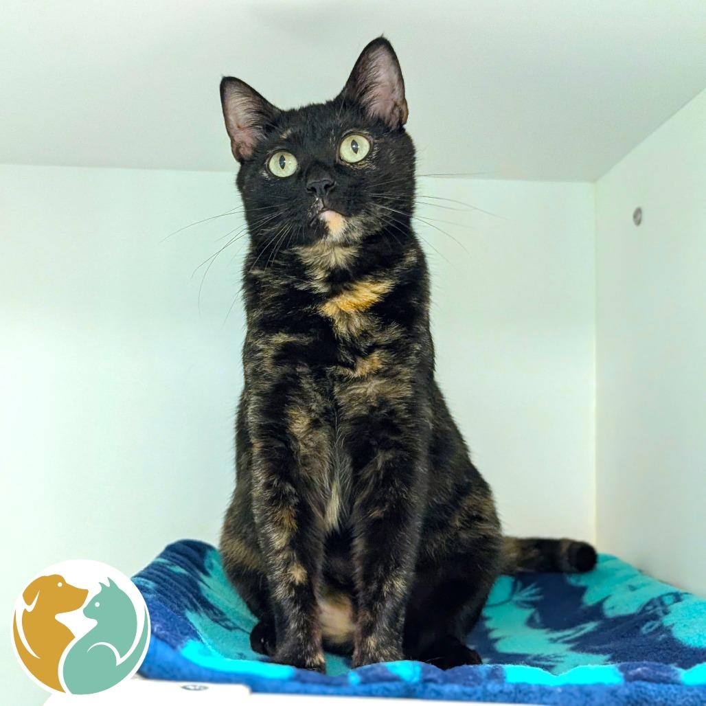 Mocha, Adoptable, Young Female Domestic Short Hair.