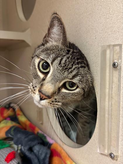 Logan, Adoptable, Senior Male Domestic Short Hair & Domestic Short Hair.