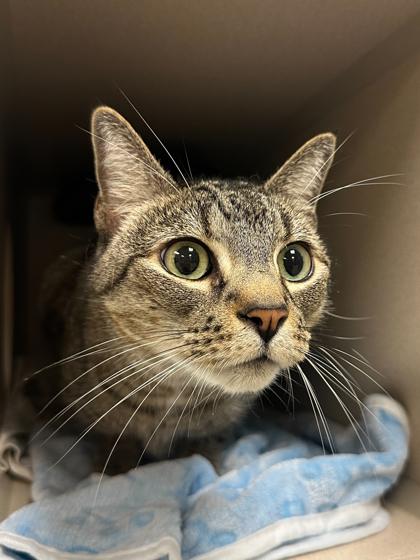 Enlarge Logan, a Adoptable mixed breed in Quakertown, PA image 2/3