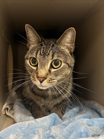 Enlarge Logan, a Adoptable mixed breed in Quakertown, PA image 3/3