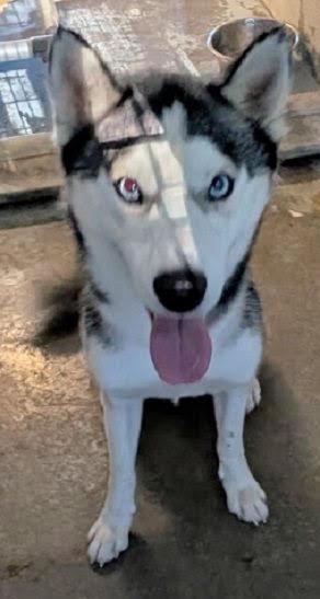 Simon *Help! I need a foster home by Oct 1!*, Adoptable, Adult Male Husky.