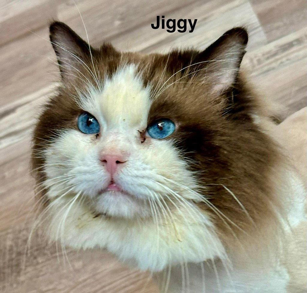Enlarge Jiggy, a Adoptable Ragdoll in Saint George, UT image 2/3