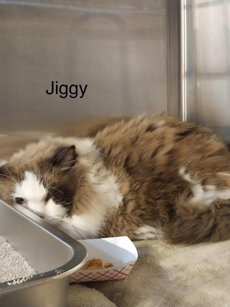 Jiggy, Adoptable, Adult Male Ragdoll.