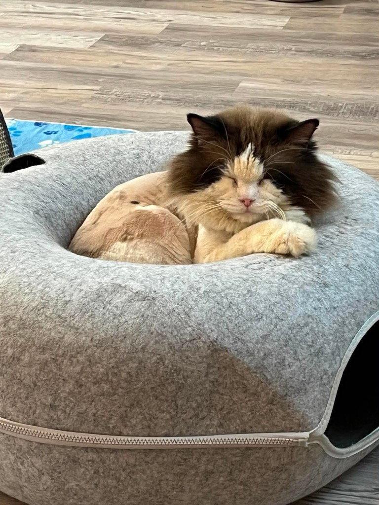Enlarge Jiggy, a Adoptable Ragdoll in Saint George, UT image 3/3