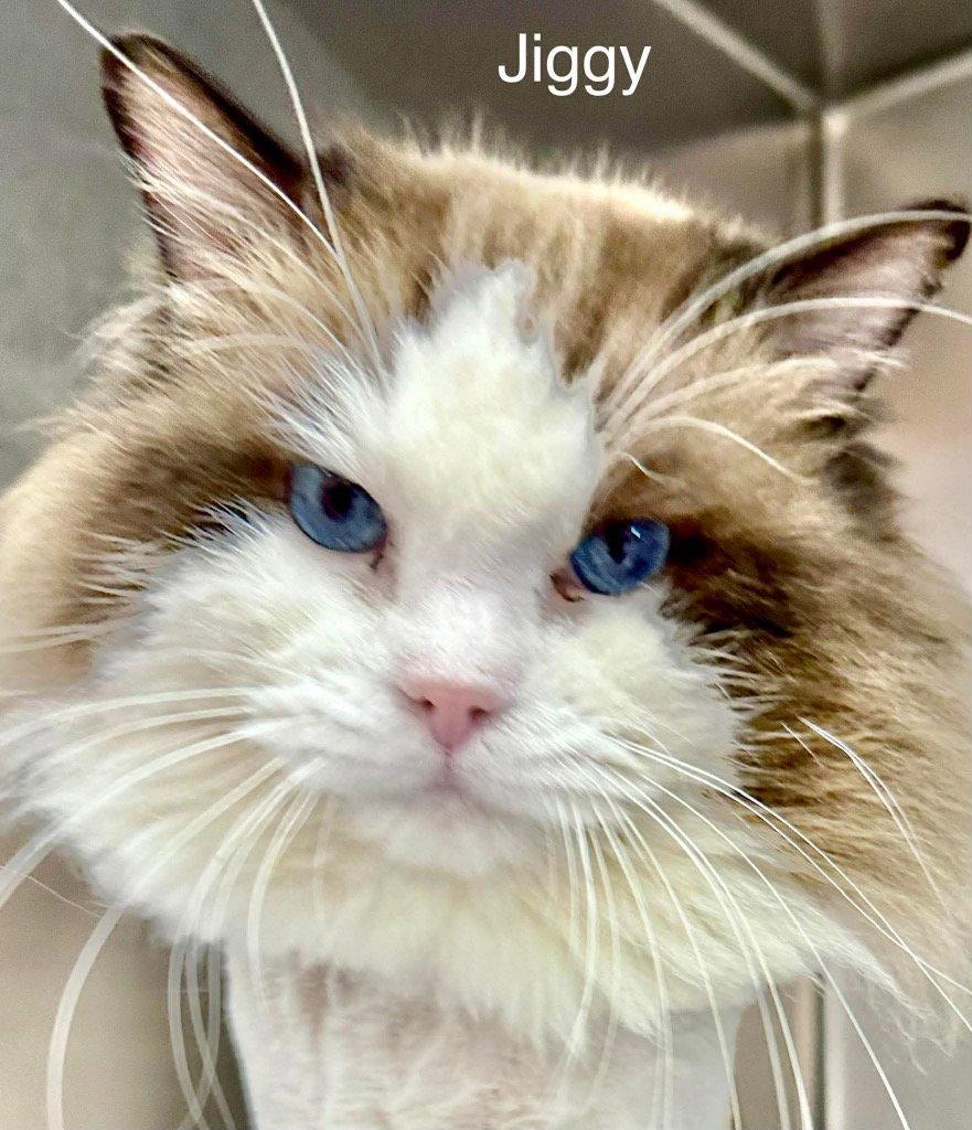 Enlarge Jiggy, a Adoptable Ragdoll in Saint George, UT image 2/3
