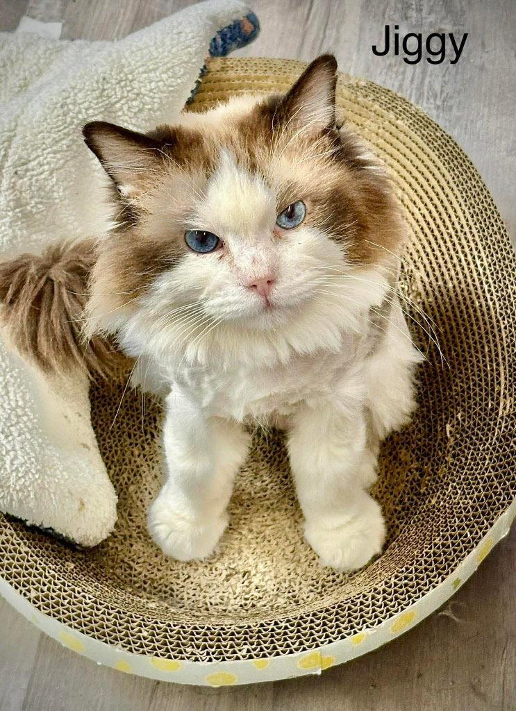 Jiggy, Adoptable, Adult Male Ragdoll.