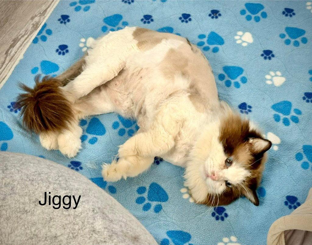 Enlarge Jiggy, a Adoptable Ragdoll in Saint George, UT image 2/3