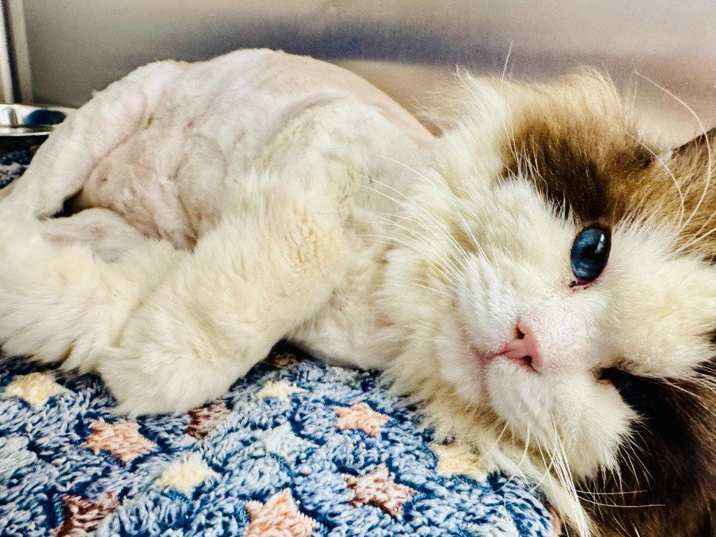 Enlarge Jiggy, a Adoptable Ragdoll in Saint George, UT image 3/3
