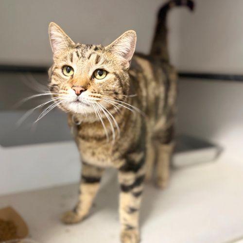 SUMMER, Adoptable, Young Male Domestic Short Hair.
