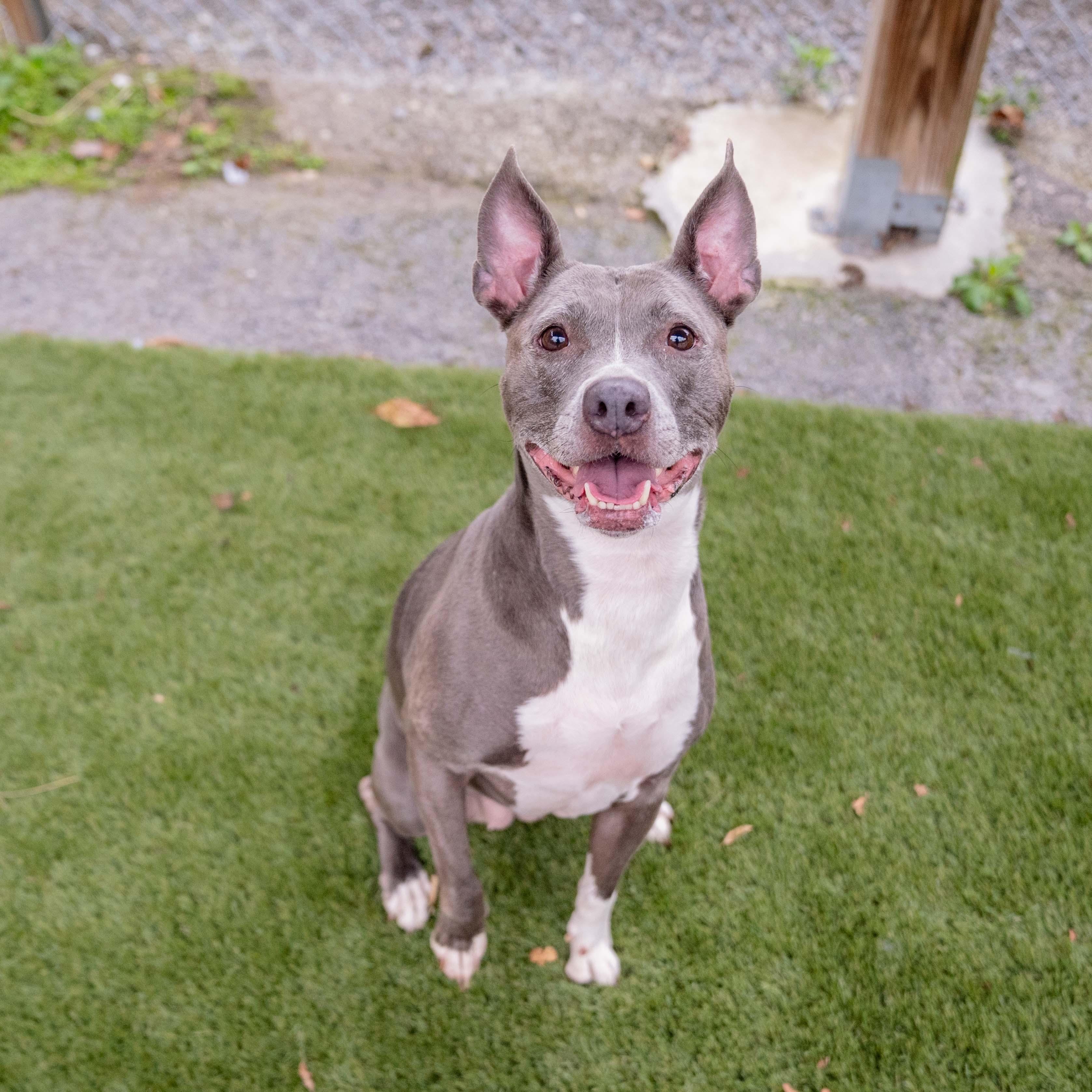 Enlarge Hazel, a Adoptable mixed breed in Morgantown, WV image 3/4