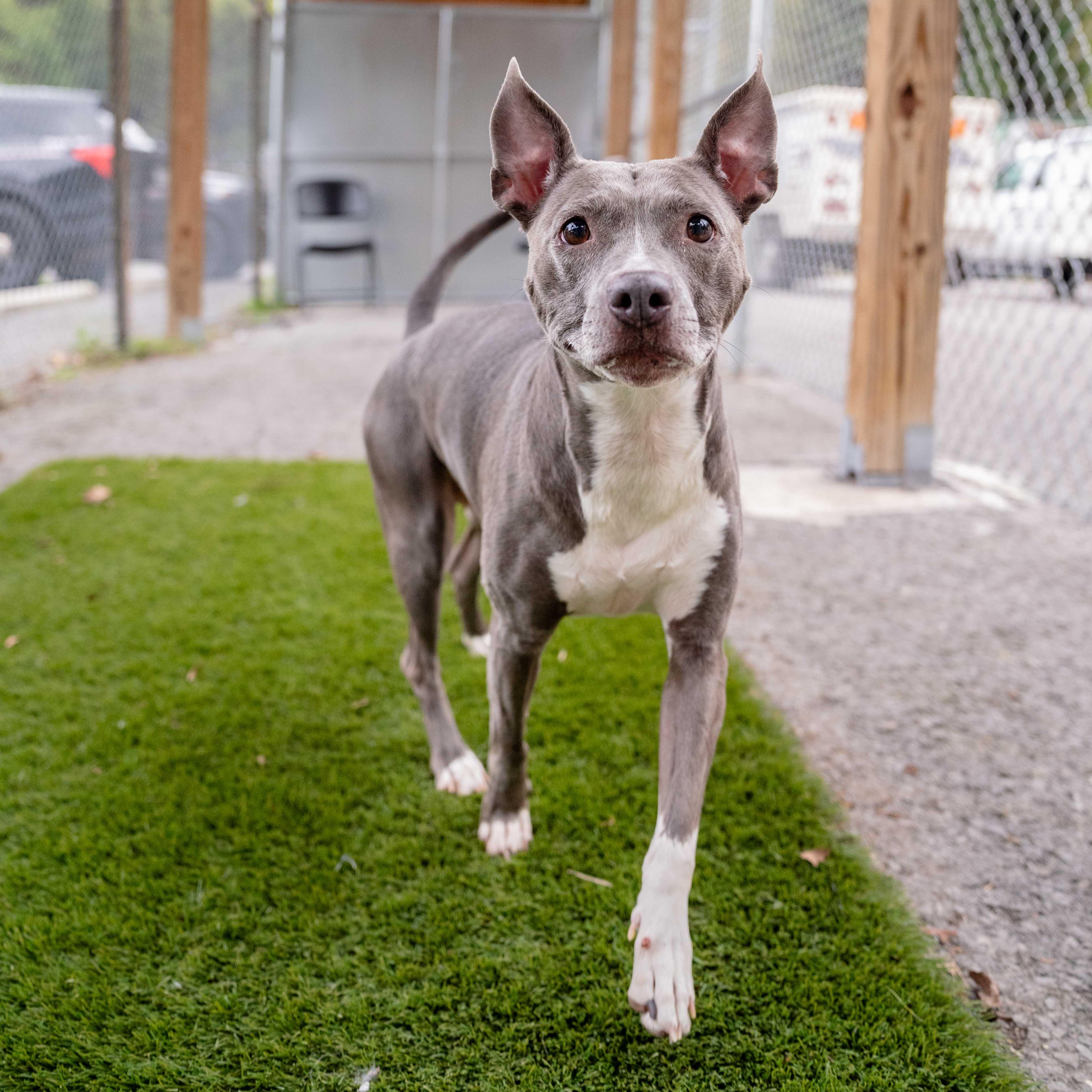 Enlarge Hazel, a Adoptable mixed breed in Morgantown, WV image 4/4