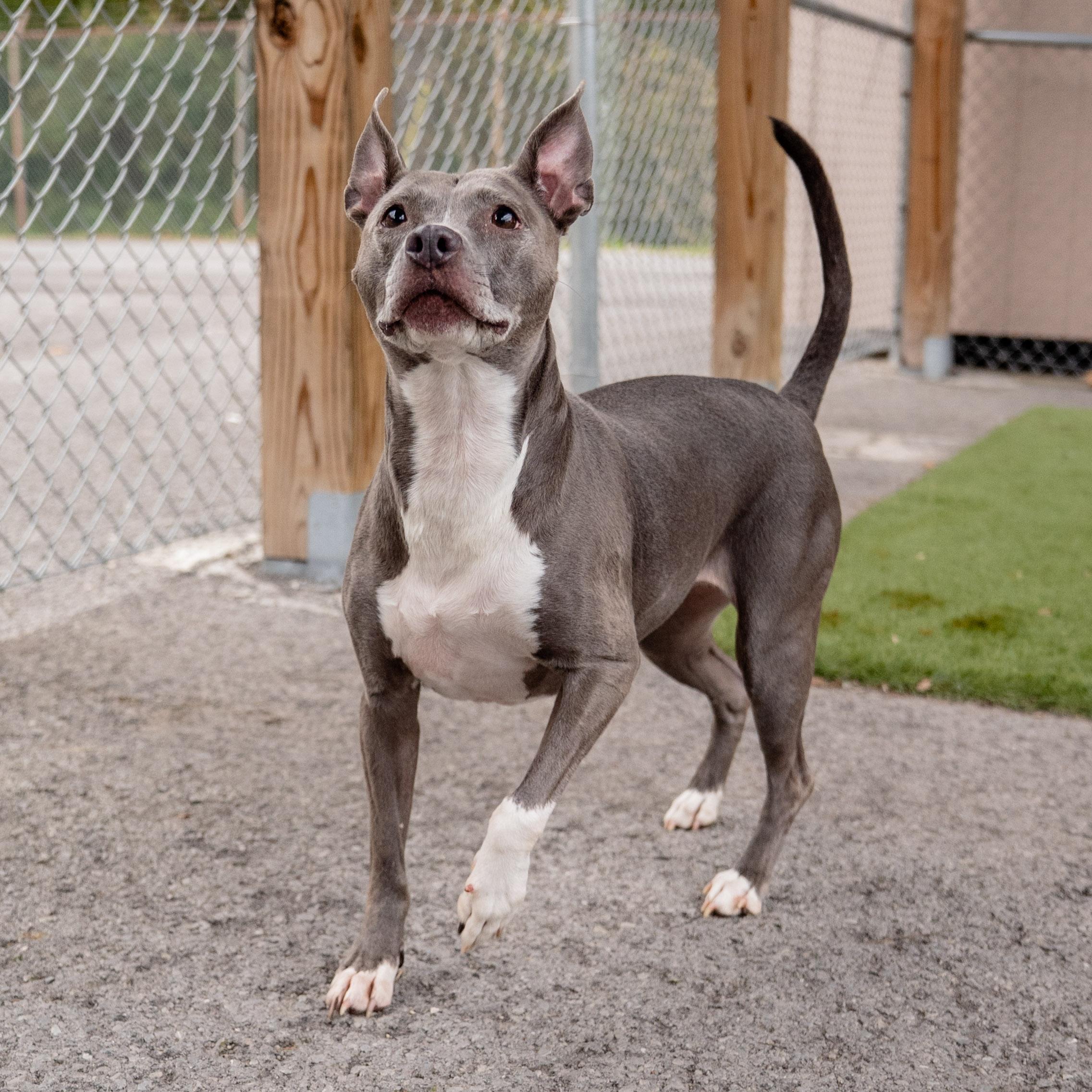 Hazel, Adoptable, Senior Female Mixed Breed.