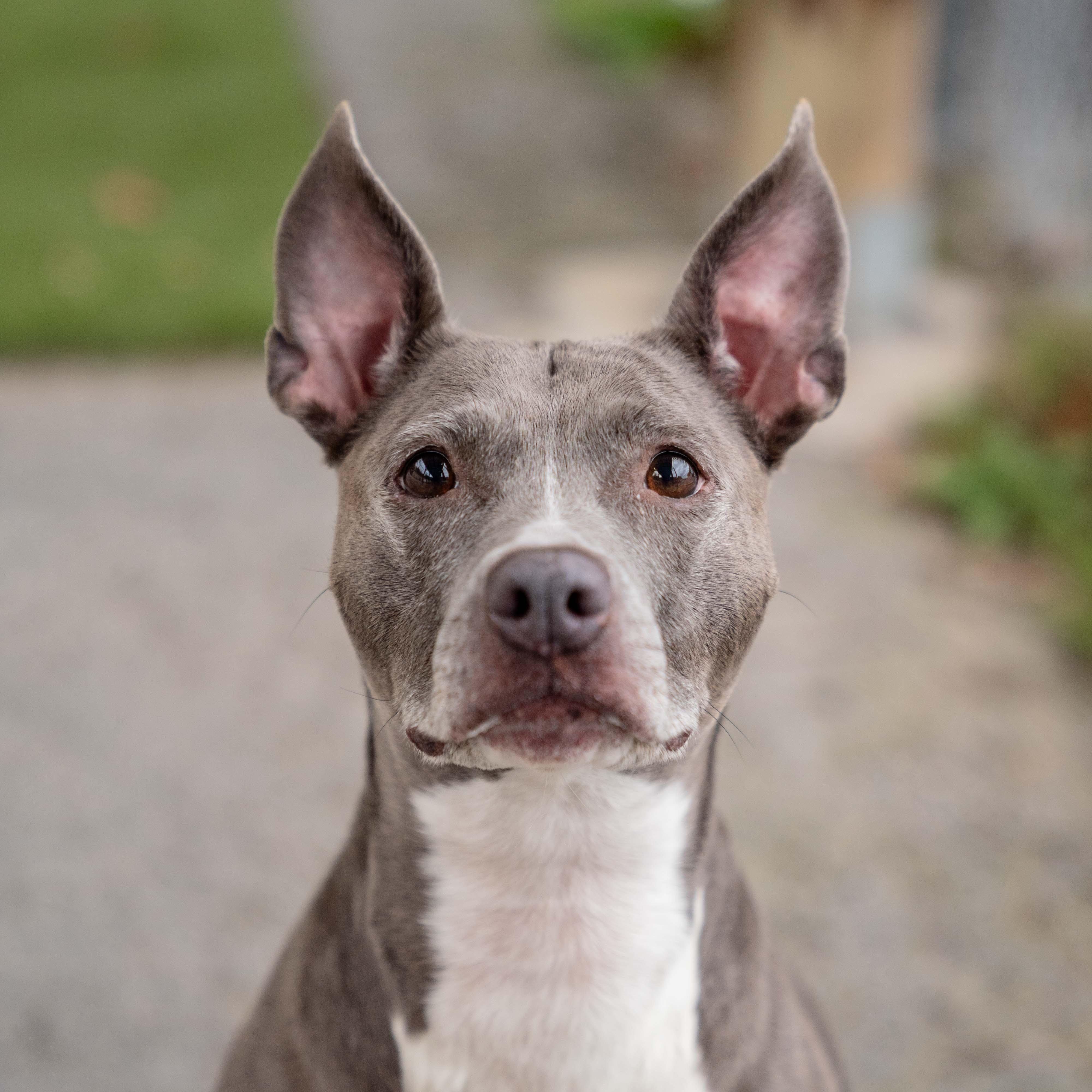 Enlarge Hazel, a Adoptable mixed breed in Morgantown, WV image 2/4