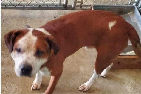 We'll call him Butterball!, Adoptable, Adult Male Cattle Dog & Pit Bull Terrier.