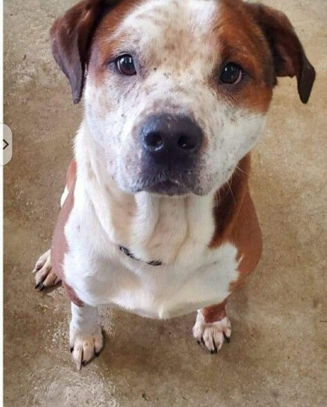 We'll call him Butterball!, a Adoptable mixed breed in Hillsboro, MO image 2/4