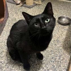 Anise, Adoptable, Young Female Domestic Short Hair.