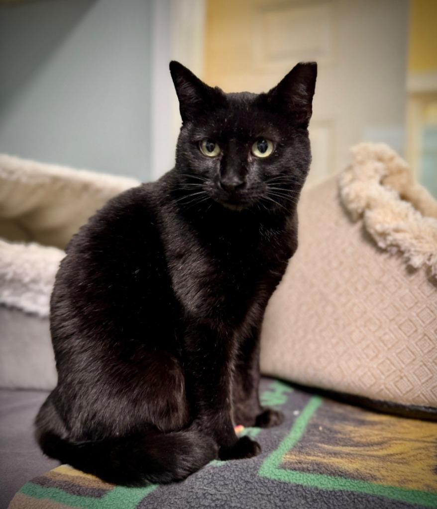 Enlarge Anise, a Adopted mixed breed in Eastsound, WA image 1/3