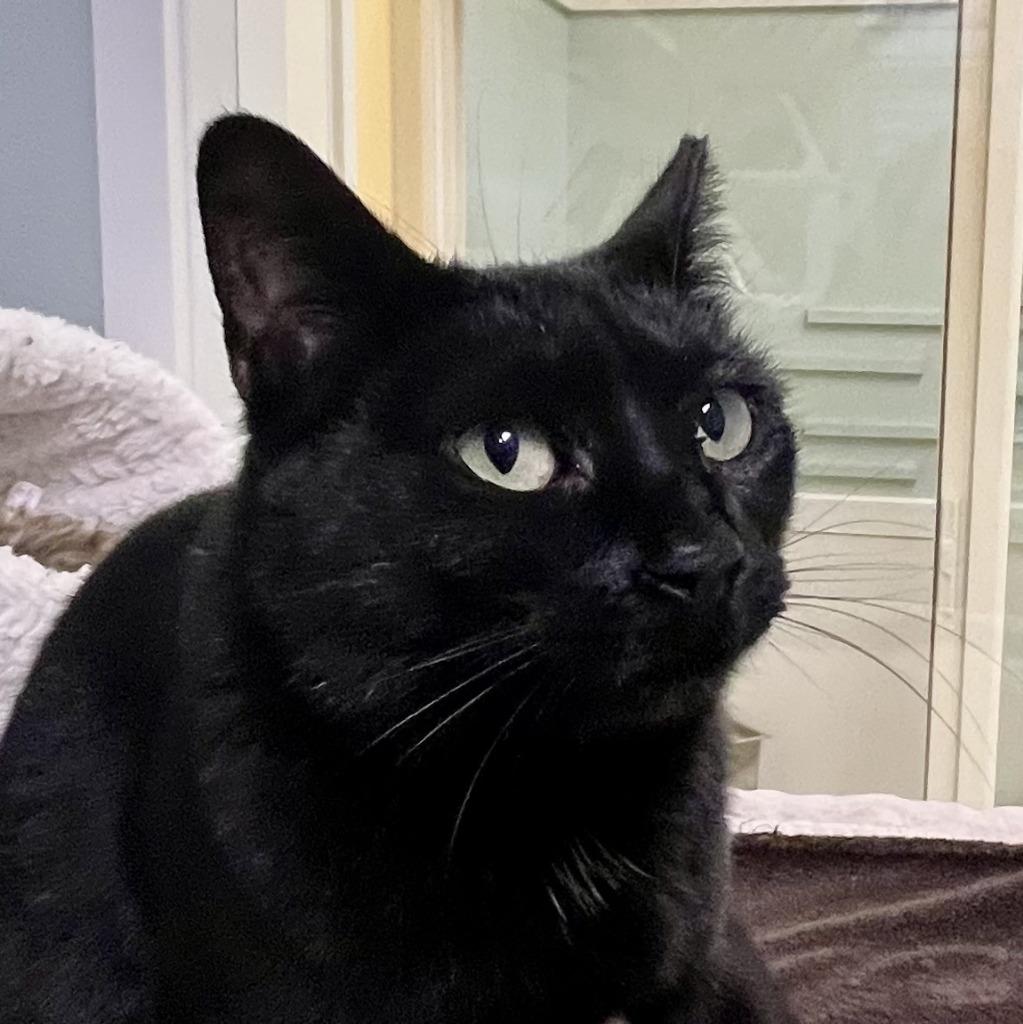 Anise, a Adoptable mixed breed in Eastsound, WA image 2/2