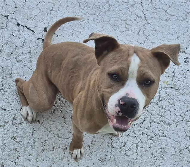 TATER TOT, Adoptable, Young Male Pit Bull Terrier.