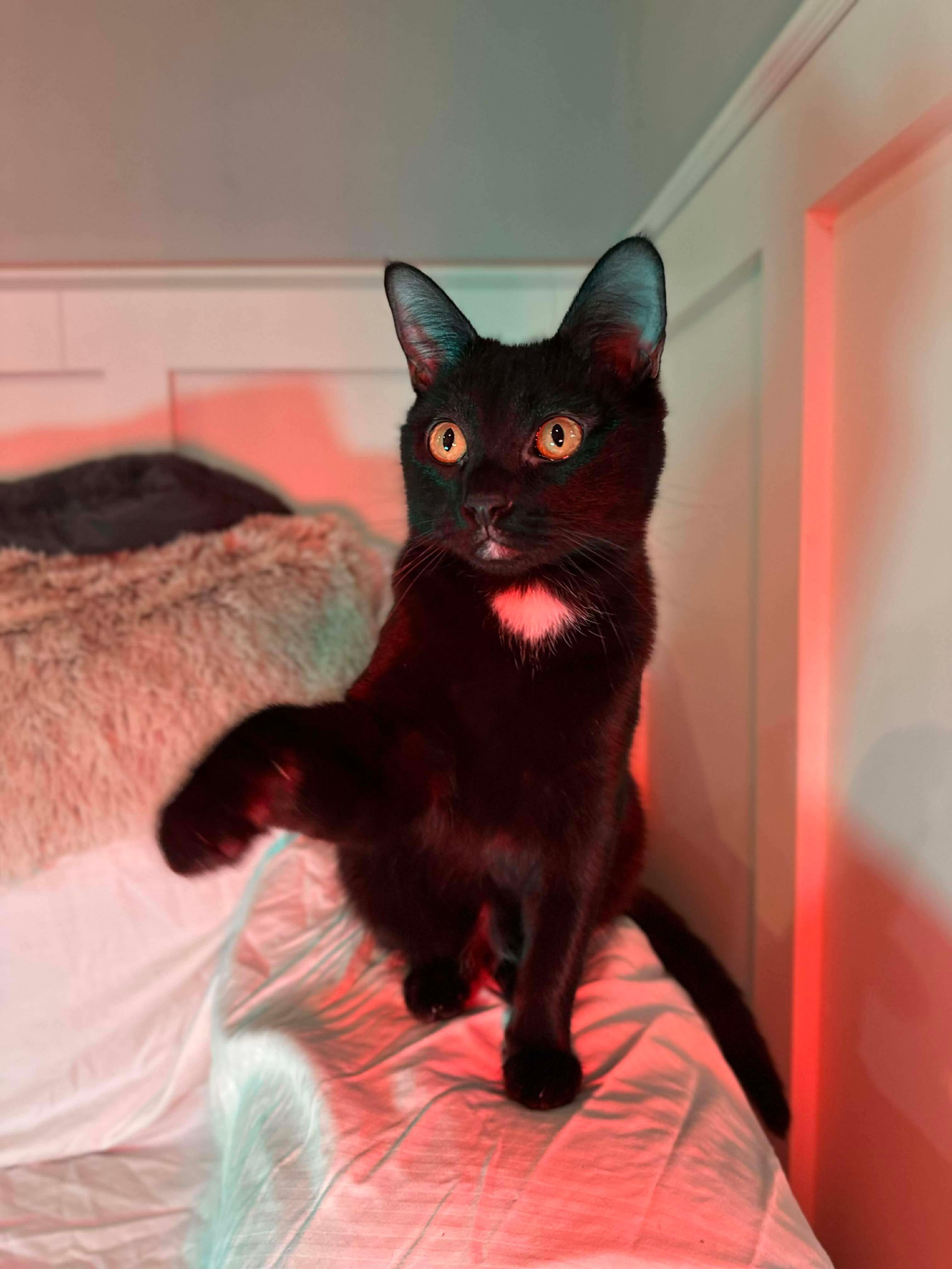 Salsa (bonded with Sriracha), Adoptable, Young Male Domestic Short Hair.