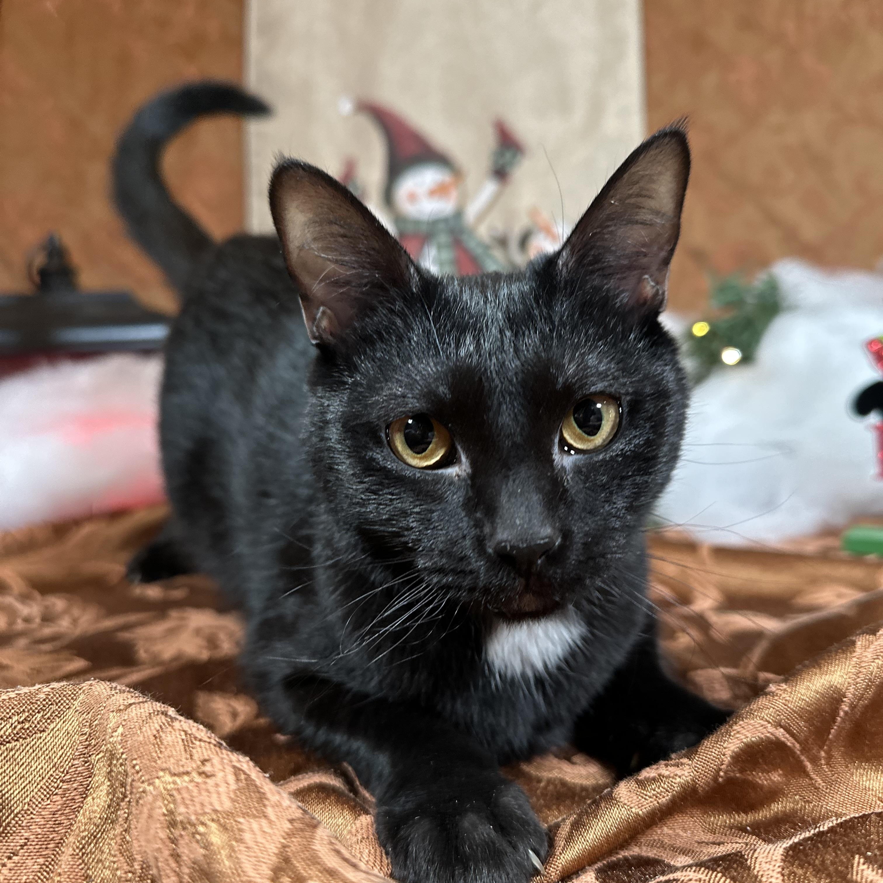 Enlarge Salsa (bonded with Sriracha), a Adoptable Domestic Short Hair in Fort Oglethorpe, GA image 5/6