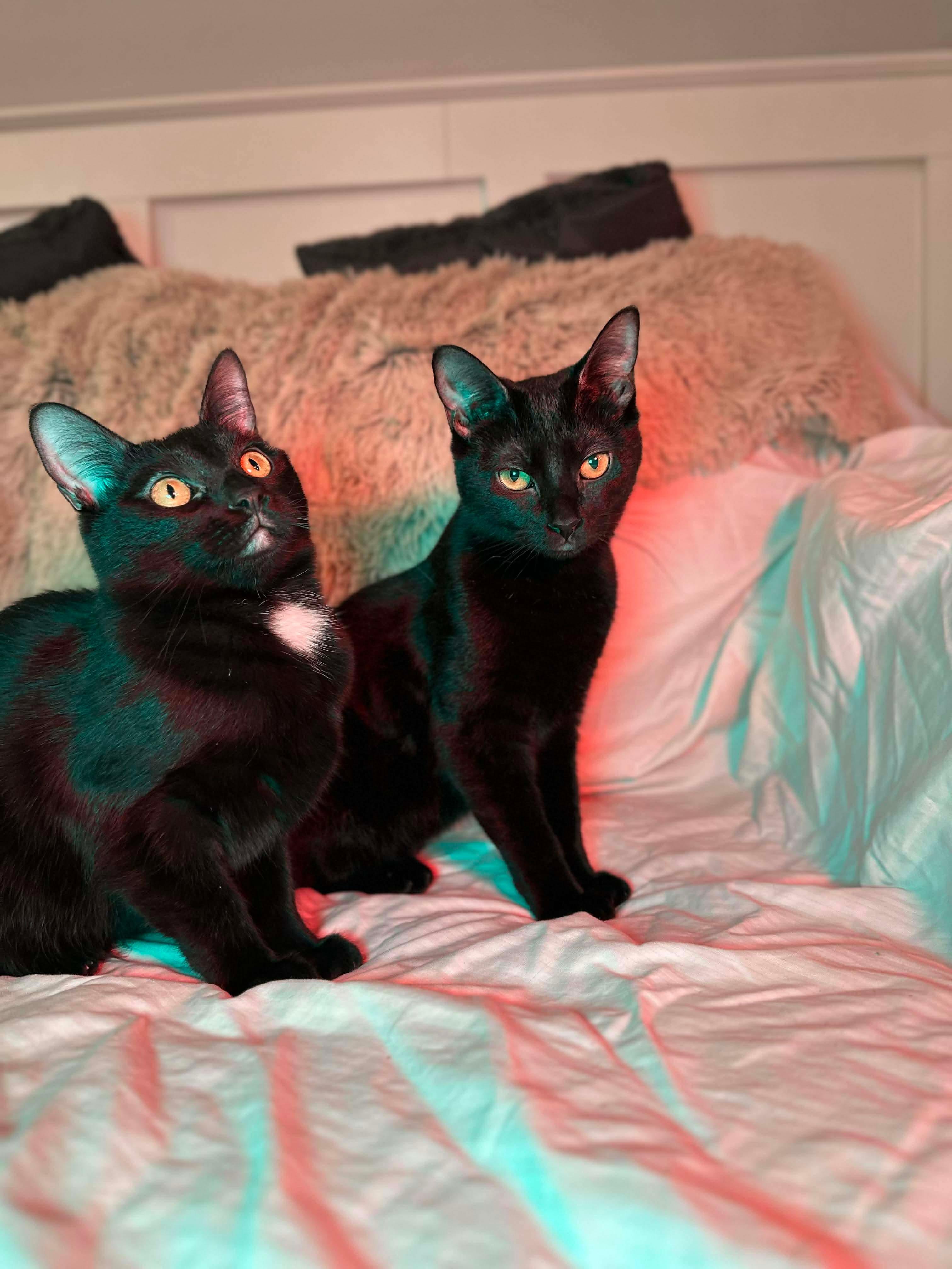 Enlarge Salsa (bonded with Sriracha), a Adoptable Domestic Short Hair in Fort Oglethorpe, GA image 2/6