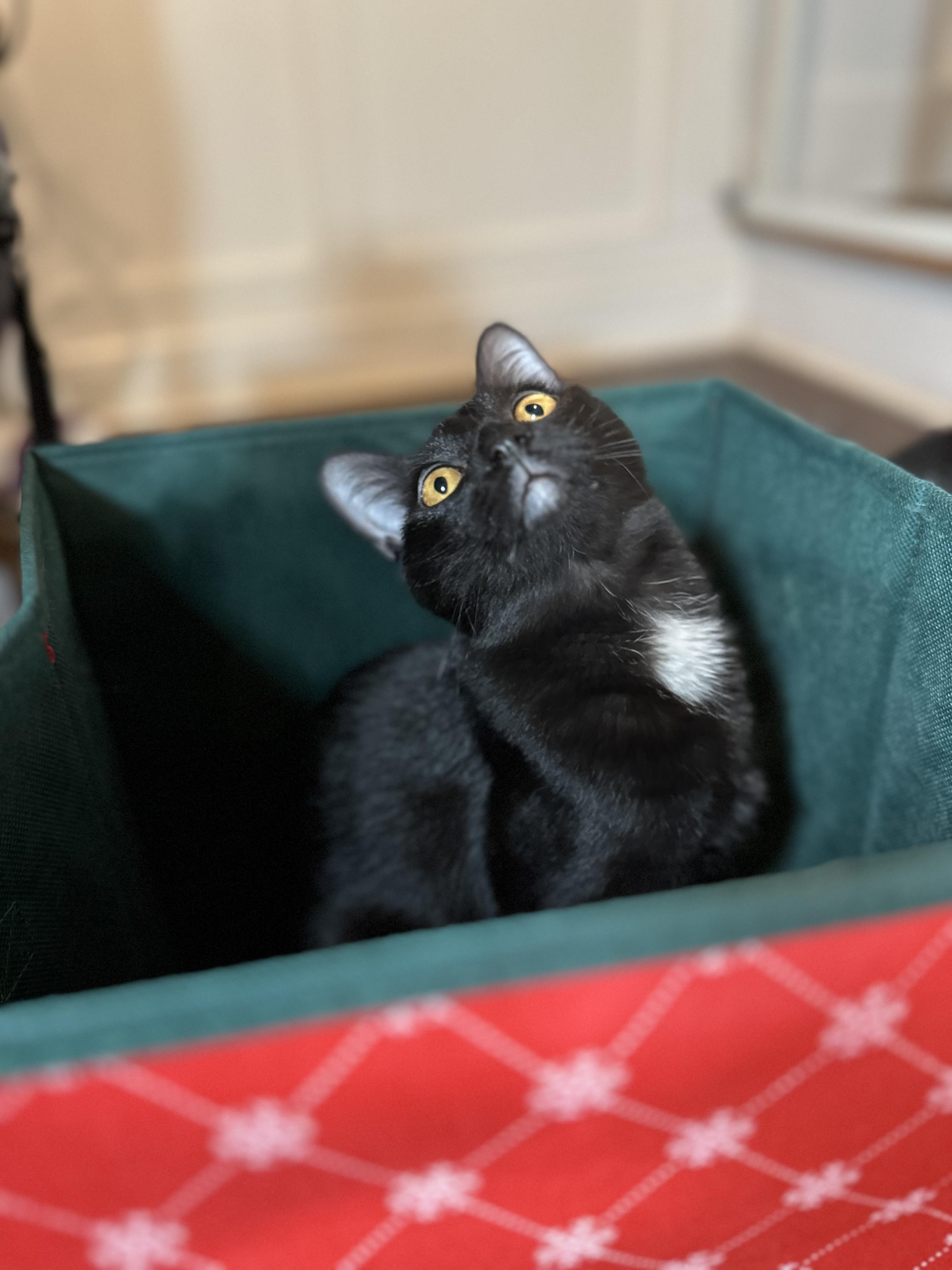 Enlarge Salsa (bonded with Sriracha), a Adoptable Domestic Short Hair in Fort Oglethorpe, GA image 3/6