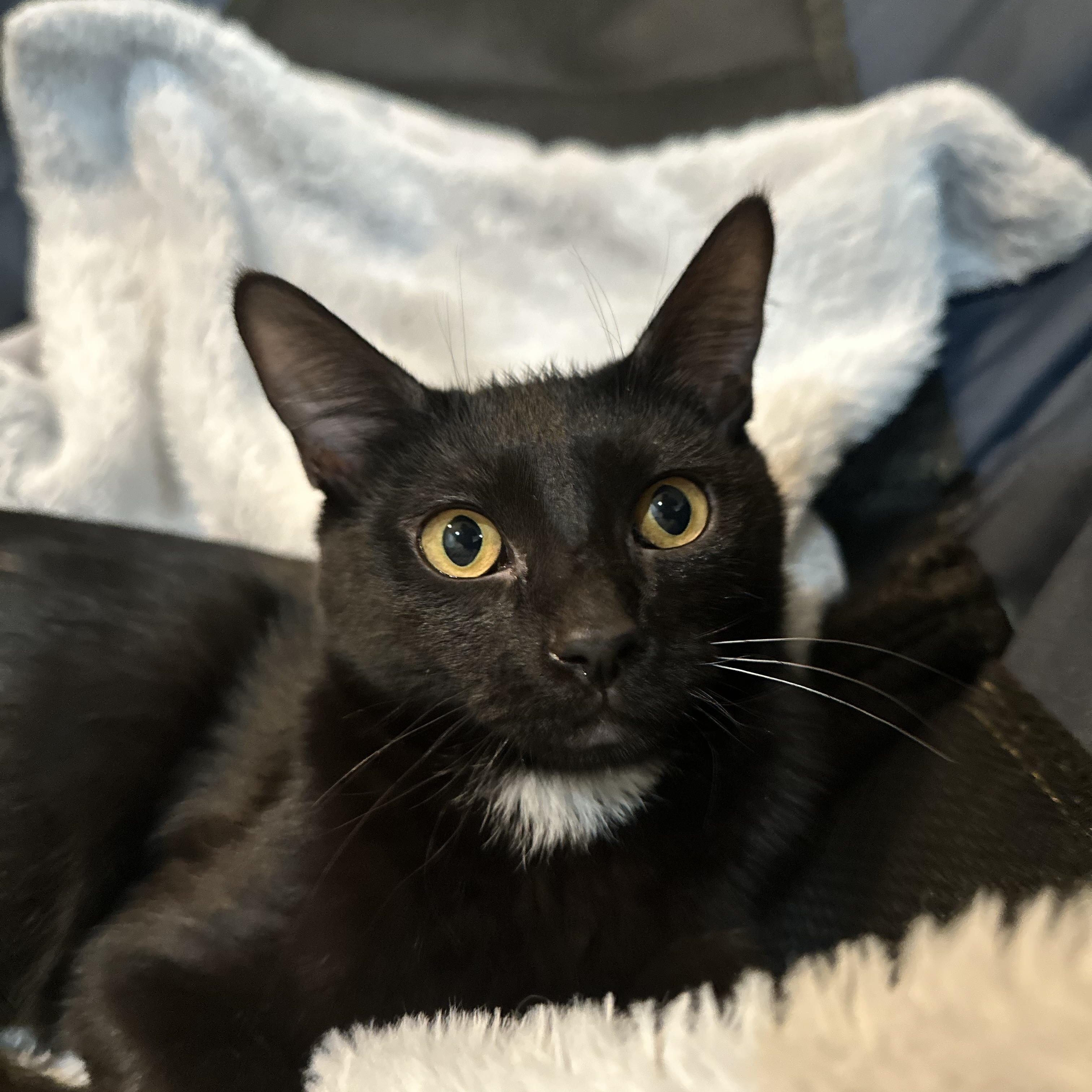 Enlarge Salsa (bonded with Sriracha), a Adoptable Domestic Short Hair in Fort Oglethorpe, GA image 6/6