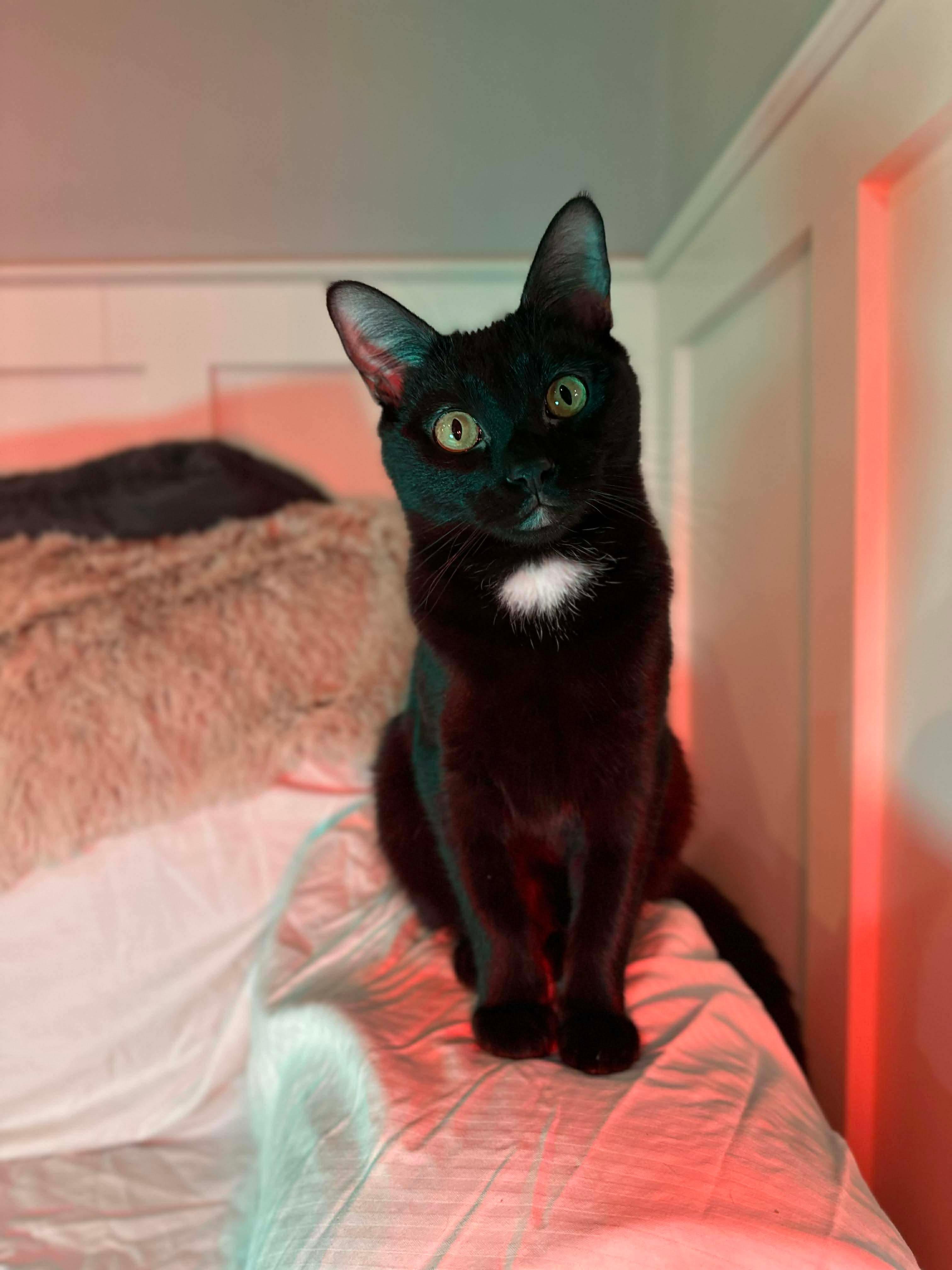 Enlarge Salsa (bonded with Sriracha), a Adoptable Domestic Short Hair in Fort Oglethorpe, GA image 4/6